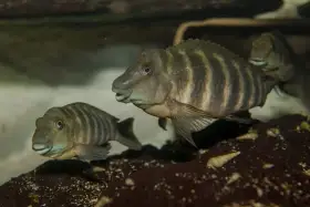 Erethmodus cyanostictus Kigoma