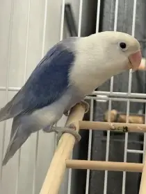 Nabízím Agapornis