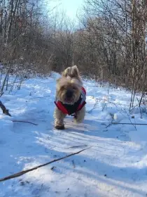 Balou