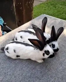 Německý obrovitý strakáč černý