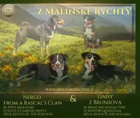 Štěňátka Appenzella k rezervaci