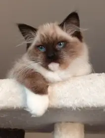 Kočička ragdoll s PP
