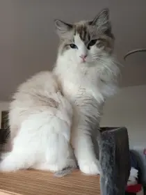 Kocourek ragdoll