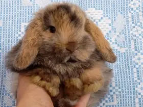Anglický Zakrslý Beránek minilop