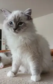 Kocourek ragdoll s PP