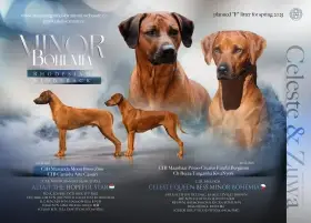 Rhodésksý ridgeback - štěňátka s PP