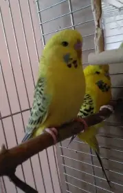 Andulka tcb