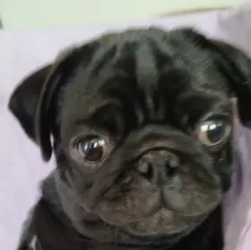 Mops