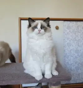 Ragdoll kocourci s PP