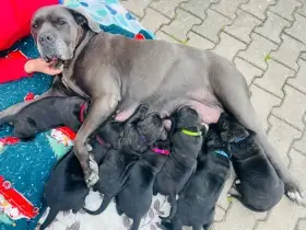 Štěňata typu Cane Corso