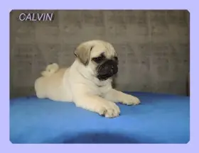 Mops s PP.