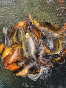 Kapr koi