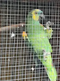 Amazonan