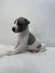 Prodej štěňat plemene Whippet