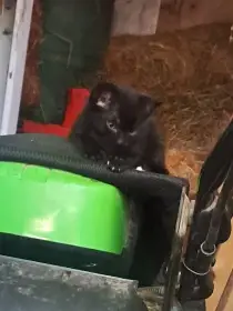 Kočičí slečna hledá nový domov 🐱