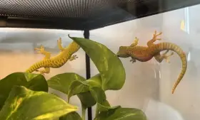 Phelsuma madagaskarská (KOCHI)