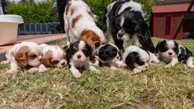 Štěňata Cavalier King Charles Spaniel