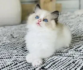 Kocourek ragdoll