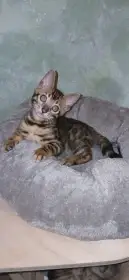 Bengálská rozetová koťátka