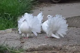 Bílí pávíci z letošního odchovu
