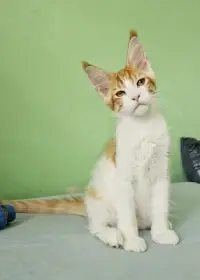 Mainský mývalí kocourek s PP