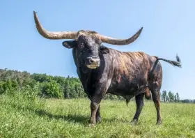 Plemenný býk Texas Longhorn