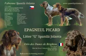 Pikardský ohař