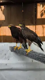 Káně harrisova, Harris hawk (Parabuteo unicinctus)
