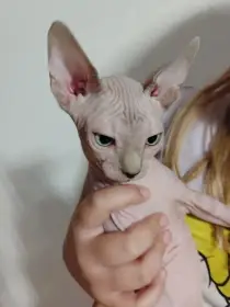 Bezsrstá koťata
