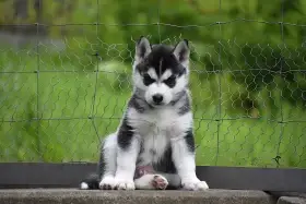 Štěně - Sibiřský husky s PP