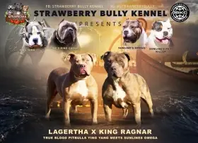 🍼🐾 štěňata american bully na prodej 🐾🍼
