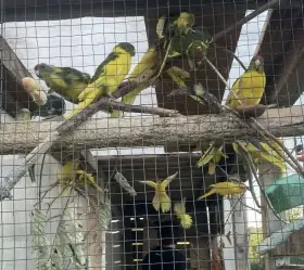Kakariki