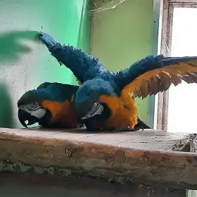 Ara ararauna 1,1
