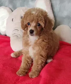 Pudl toy fenka fawn-bila