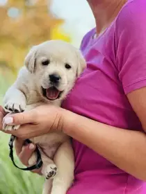 Labradorský retrívr- štěňátka s PP