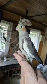 Korela chocholatá - vhodná k ochočení