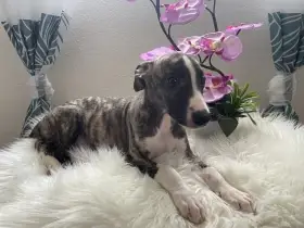 Whippet / vipet s PP FCI