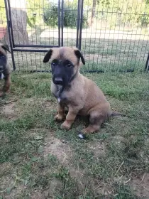 Belgický ovčák Malinois/KNPV