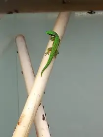 Phelsuma nigristriata