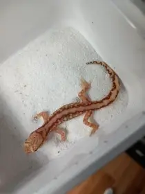 Lucasium damaeum