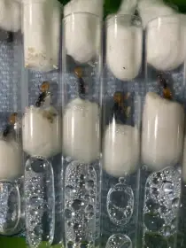 Camponotus fedtschenkoi