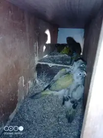Papoušky patagonské k ručnímu dokrmení