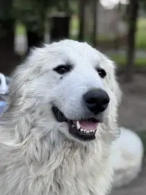Pyrenejsky horsky pes