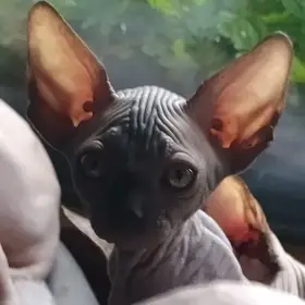 Kanadský sphynx