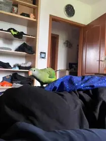 Papoušek nádherný bety