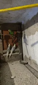 Daruji chovný pár korel a 2 chovné páry papoušek nádherný
