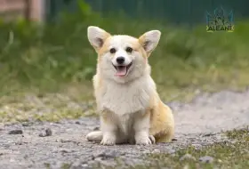 Štěně Corgi hledá nový domov (FB: Alona Aleant).