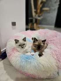 Koťátka Ragdoll