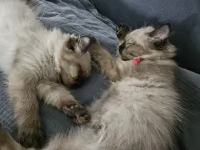 Vlevo holčička, vpravo chlapeček