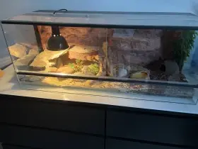 Terarium s 2 samickami gekoncika nocniho